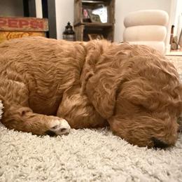 Orange - Parti female Goldendoodle puppy in Wittenberg, Wisconsin from Cedar River Kennel