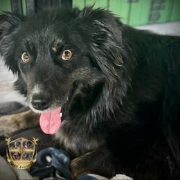Trixie - Australian Shepherd