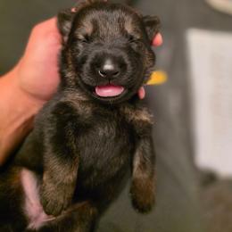 Yellow collar (Honey) - Sable female German Shepherd puppy in Hermitage, Pennsylvania from Shepherds of the Hundred Acres