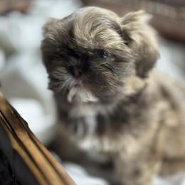 Shih Tzu Puppies from Southwest Shih Tzu