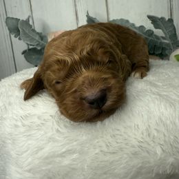 Cockapoo puppies from Ewing Acres