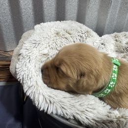 Bentley - Golden male Golden Retriever puppy in Evansville, Wyoming from Pura Vida Golden Retrievers