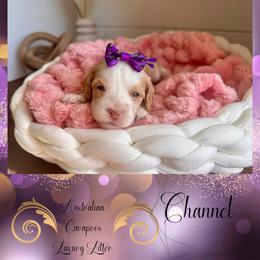 Channel (Dark purple) - Blenheim female Cavapoo puppy in West Haven, Utah from Harper Haven Cavapoos & Doodles