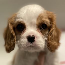 Cavalier King Charles Spaniel Puppies from Ridgefield Cavaliers