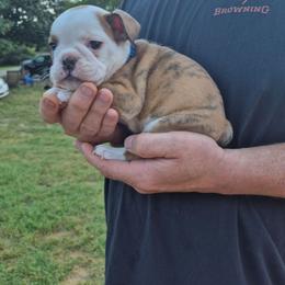 BLUE - Fawn and brindle male Bulldog puppy in Walhalla, South Carolina from Lowery's English Bulldogs