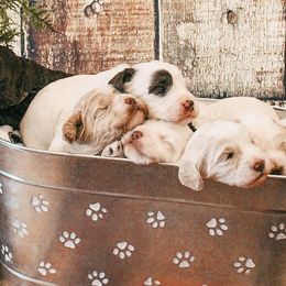 Australian Labradoodles from Asheville Doodles