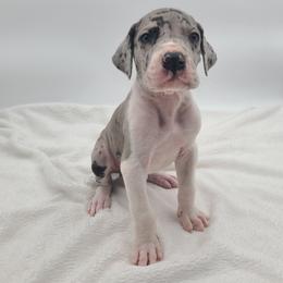 Merlin - Mantle merle male Great Dane puppy in Kannapolis, North Carolina from Carolina Great Danes & Toy Poodles