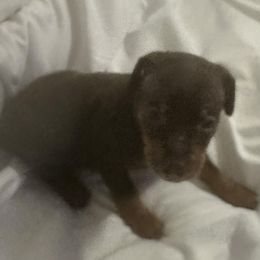 Miniature Pinschers from Lucy’s Min Pin