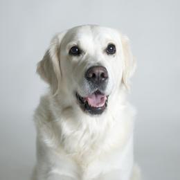 Ellie - Golden Retriever