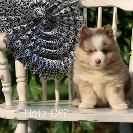 Cavapoo and Pomsky Puppies from Hatz Off Puppies