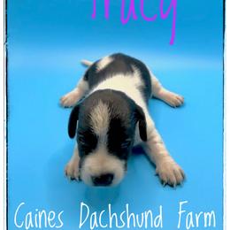 Tracy - Piebald female Dachshund puppy in Cincinnati, Ohio from Caines Dachshund Farm