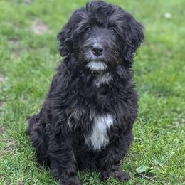 Yellow - Tri-color female Bernedoodle puppy in Connecticut from Valley View Doodles