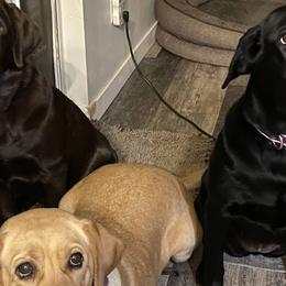 Labrador Retrievers from Iron Sights Retrievers