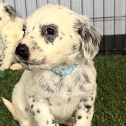 Spree LUA LONG COAT - White and black male Dalmatian puppy in Sedalia, Missouri from Missouri Dalmatians