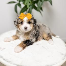Liberty - Blue merle female Aussiedoodle puppy in Sharpsburg, Georgia from Steindoodles