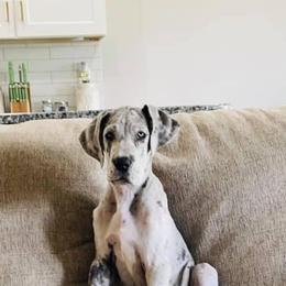 Great Dane Puppies from Sand Mountain Danes LLC