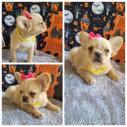 Clover - Cream female French Bulldog puppy in Plymouth, Utah from Country Sunshine