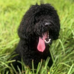 Goldendoodles and Shih Tzus from Fluff N More