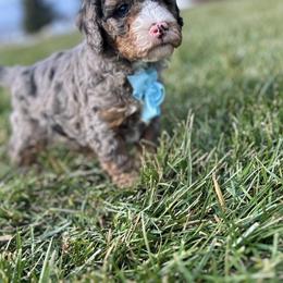 Bernedoodle, Cavapoo, Cockapoo, Goldendoodle, and Poodle Puppies from DoodleForever