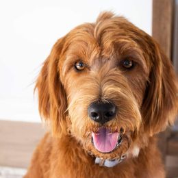 Scout - Labradoodle
