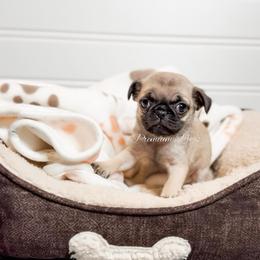 Sophie - Fawn female Pug puppy in Shady Hills, Florida from Premium Pugs