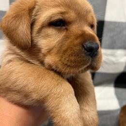 Green - yellow boy - Yellow male Labrador Retriever puppy in Beaverdam, Virginia from Gold Heart Labradors