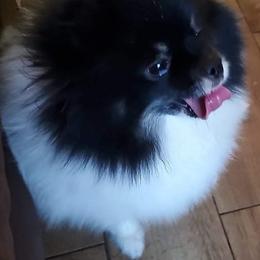 Dolly - Tri-colored female Pomeranian puppy in Wilmington, North Carolina from Sparkle Plenty Poms
