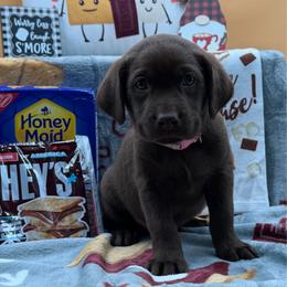 Light pink - Chocolate female Labrador Retriever puppy in Heath Springs, South Carolina from Rich Hill Retrievers