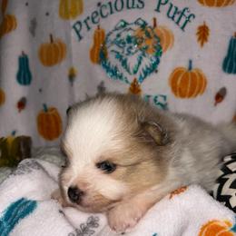 Aspen - Chocolate merle male Pomeranian puppy in Zavalla, Texas from Precious Puff Poms