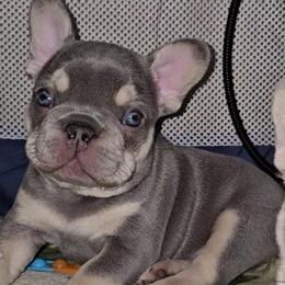 Aon Targaryen - Blue male French Bulldog puppy in Waitts Lake, Washington from Best Friend standard Frenchies