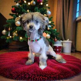 Mononoke - Sable female Chinese Crested puppy in Woodland Park, Colorado from Feathers End Kennels