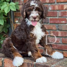 Flint - Brown and white male Bernedoodle puppy in Tulsa, Oklahoma from The Poodle Co. Raising Doodles & Poodles