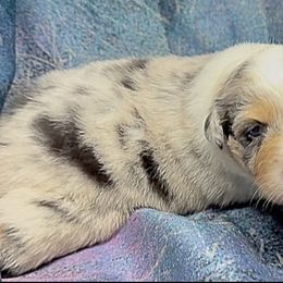 Boy 1 - male Australian Shepherd puppy in Divide, Colorado from Outlaw Farm and Kennel