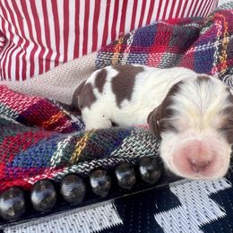 Cotton candy - Liver and white female English Springer Spaniel puppy in Swainsboro, Georgia from Sweet Georgia Springers