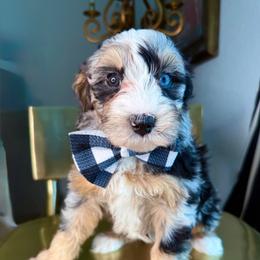 Red - Blue merle male Bernedoodle puppy in Curtice, Ohio from The Pink Doghouse