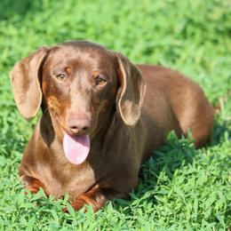Poppy - Chocolate and tan female Dachshund puppy in Red Bud, Illinois from Midwest Miniature Dachshunds