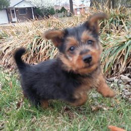 Australian Terrier Puppies from Heartland Australian Terriers