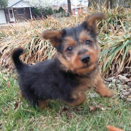 Australian Terrier Puppies from Heartland Australian Terriers