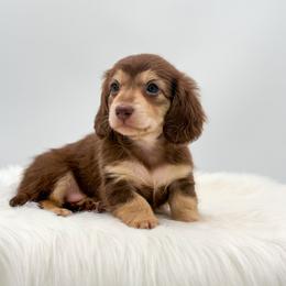 Henry - Chocolate and cream male Dachshund puppy in Litchfield, Illinois from Charmm Dachshunds
