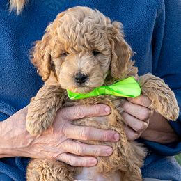 Pistachio - Apricot male Goldendoodle puppy in Roy, Utah from Doodles are Amazing
