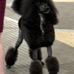 Rip - Poodle