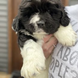 Newfoundland and Shih Tzu Puppies from Grand Meadow Newfoundlands