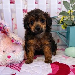 Chocolate chip - Sable female Poodle puppy in Buckeye, Arizona from Romano Juarez Puppies