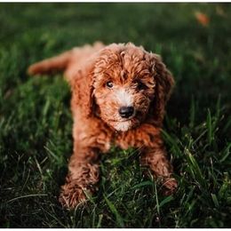 Aussiedoodle and Goldendoodle Puppies from Illinois Countryside Doodles