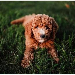 Aussiedoodle and Goldendoodle Puppies from Illinois Countryside Doodles