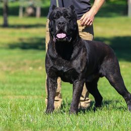 Koda - Cane Corso