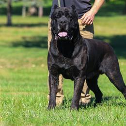 Koda - Cane Corso