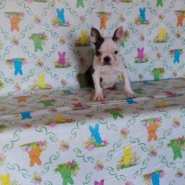 Boston Terrier Puppies from IHeart Boston Terriers