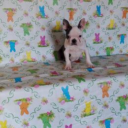Boston Terrier Puppies from IHeart Boston Terriers