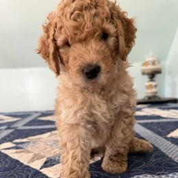 Willie Robertson - Apricot male Poodle puppy in Fairfield, North Carolina from Leaning T Ranch